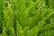 Asparagus setaceus or common asparagus fern, asparagus grass, lace fern, climbing asparagus, or ferny asparagus