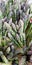 Asparagus spears bundles farm fresh