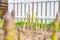 Asparagus sprouts grow in a garden bed with dry grass mulch, close-up