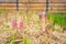 Asparagus sprouts grow in a garden bed with dry grass mulch, close-up