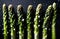 Asparagus stalks in a splash of water on the table.