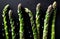 Asparagus stalks in a splash of water on the table.