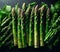 Asparagus stalks in a splash of water on the table.