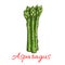 Asparagus vegetable plant icon