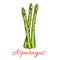 Asparagus vegetable stem isolated sketch