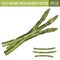 Asparagus on white background. Vector illustration