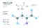 Aspartic acid. Asp C4H7NO4. Î±-Amino Acid. Structural Chemical Formula and Molecule 3d Model. Atoms with Color Coding. Vector