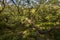 Aspects of Wistman`s Wood - an ancient landscape on Dartmoor, Devon, England