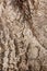 Aspen bark texture as abstract background