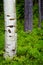Aspen Birch Tree in Forest