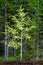 Aspen Birch Tree in Forest