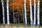 Aspen Birch Trees in Autumn Falls with White Trunks Foliage Forest
