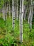 Aspen Birch Trees in Summer