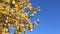 Aspen branches shaking from wind against of the blue sky