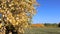 Aspen branches shaking from wind against of the blue sky