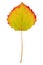 Aspen colored leaf on isolated