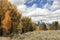 Aspen and Cotton Wood Trees in Fall Colors, Grand Tetons National Park