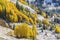 Aspen and Evergreen Foggy Mountainside