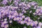 Aspen fleabane with lots of violet flowers