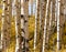 Aspen Forest