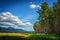 Aspen Forest Edge - Bordering Meadow