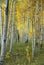 Aspen Grove