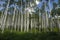 Aspen grove in Colorado