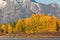 Aspen Grove in Fall