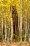 An aspen grove with Ponderosa Pines in Bend Oregon during fall color