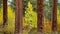 An aspen grove with Ponderosa Pines in Bend Oregon during fall color