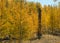 Aspen grove, White Mountains of Arizona