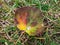 Aspen leaf in autumn on the ground. Fall pigments in a leaf changing colors. Leaf with green, yellow, orange, purple, red