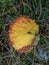 Aspen leaf in autumn on the ground. Leaf changing colors with green, yellow, orange, purple, red. Changing seasons