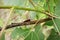 An Aspen Leaf Beetle walks along a poplar branch