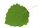 Aspen leaf closeup isolated