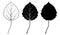 Aspen leaf. Vector illustration. Outline, silhouette, line art drawing