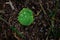 Aspen Leaf with Water Droplets