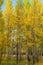 Aspen Leaves Changing Color In Golden , CO