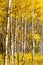 Aspen Leaves Changing Color In Golden , CO