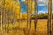 Aspen Leaves Changing Color In Golden , CO