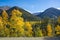 Aspen leaves turning golden, orange and yellow in the Colorado mountains during fall