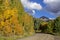 Aspen lined road near Telluride, Colorado