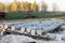 Aspen logs lying in a row on a small sawmill in the countryside. In the background - spring forest