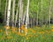 Aspen Meadow and Wildflowers