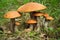 Aspen mushroom family. Large and small mushrooms