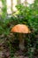 Aspen mushroom in a light forest