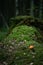 Aspen mushroom on a stump in the moss