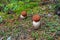Aspen mushrooms