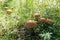 Aspen mushrooms on a forest glade