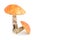 Aspen mushrooms isolated on white background.